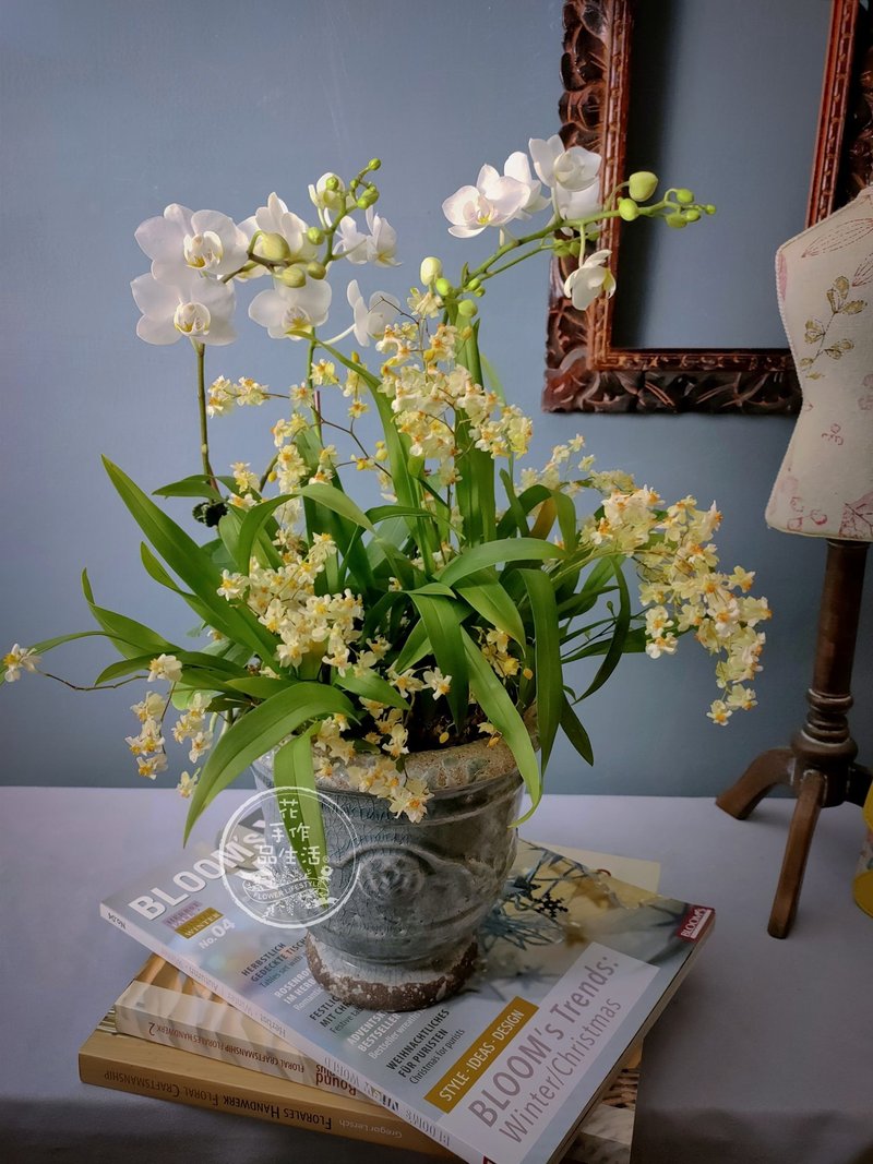 蘭花組合盆栽課程 - 植栽/花藝 - 植物．花 