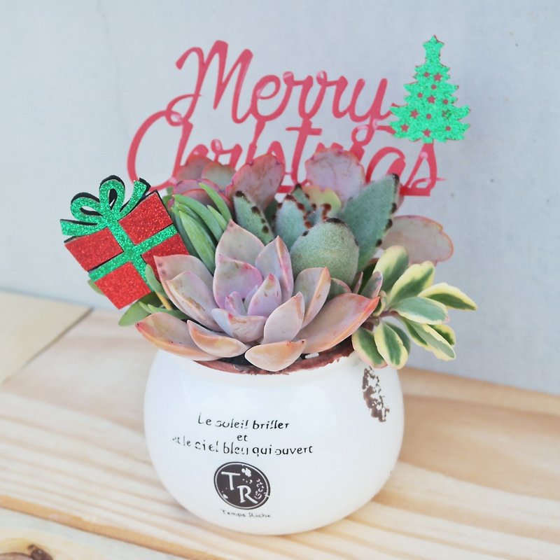 Peas succulents and small groceries - Christmas Edition - rural planting succulent combination - Plants - Plants & Flowers 