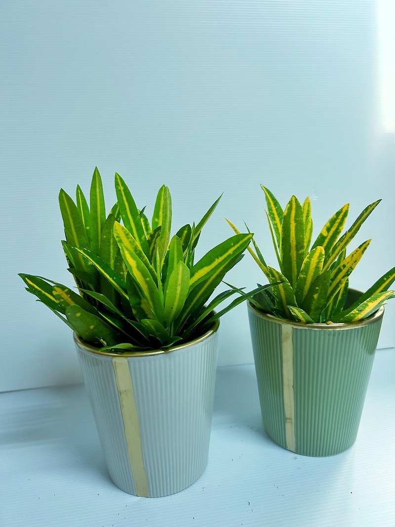 [Golden Finger Changing Leaf Wood] Simple Wenqing potted plants as gifts for personal use and many pieces of discounts - ตกแต่งต้นไม้ - ดินเผา 