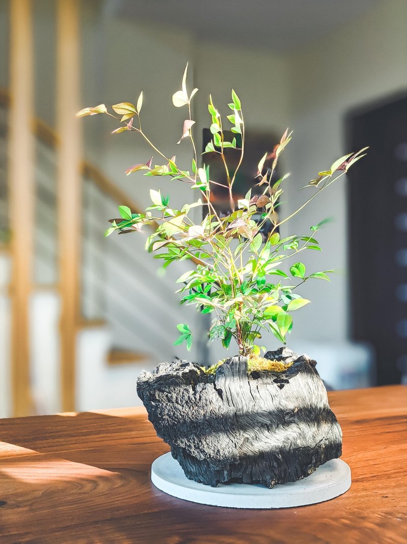 藝術炭盆栽-南天竹  /居家綠化/淨化空氣/除穢氣 - 植栽/盆栽 - 植物．花 綠色