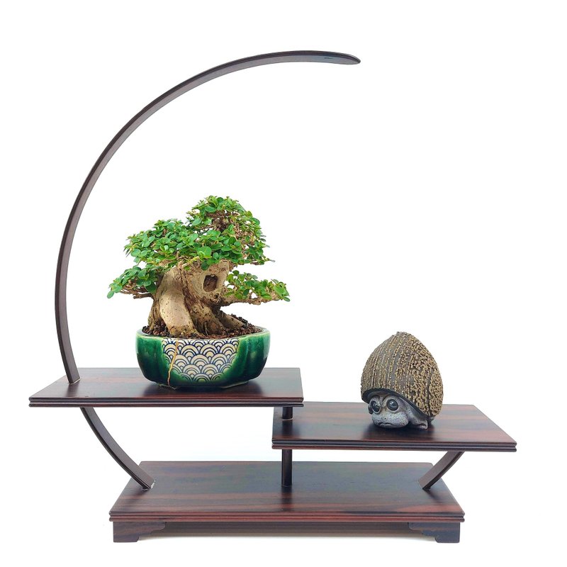小品盆栽・米葉壽娘子 - 盆栽/植栽 - 植物．花 