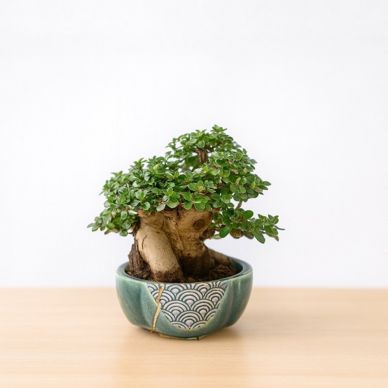 小品盆栽・米葉壽娘子 - 盆栽/植栽 - 植物．花 