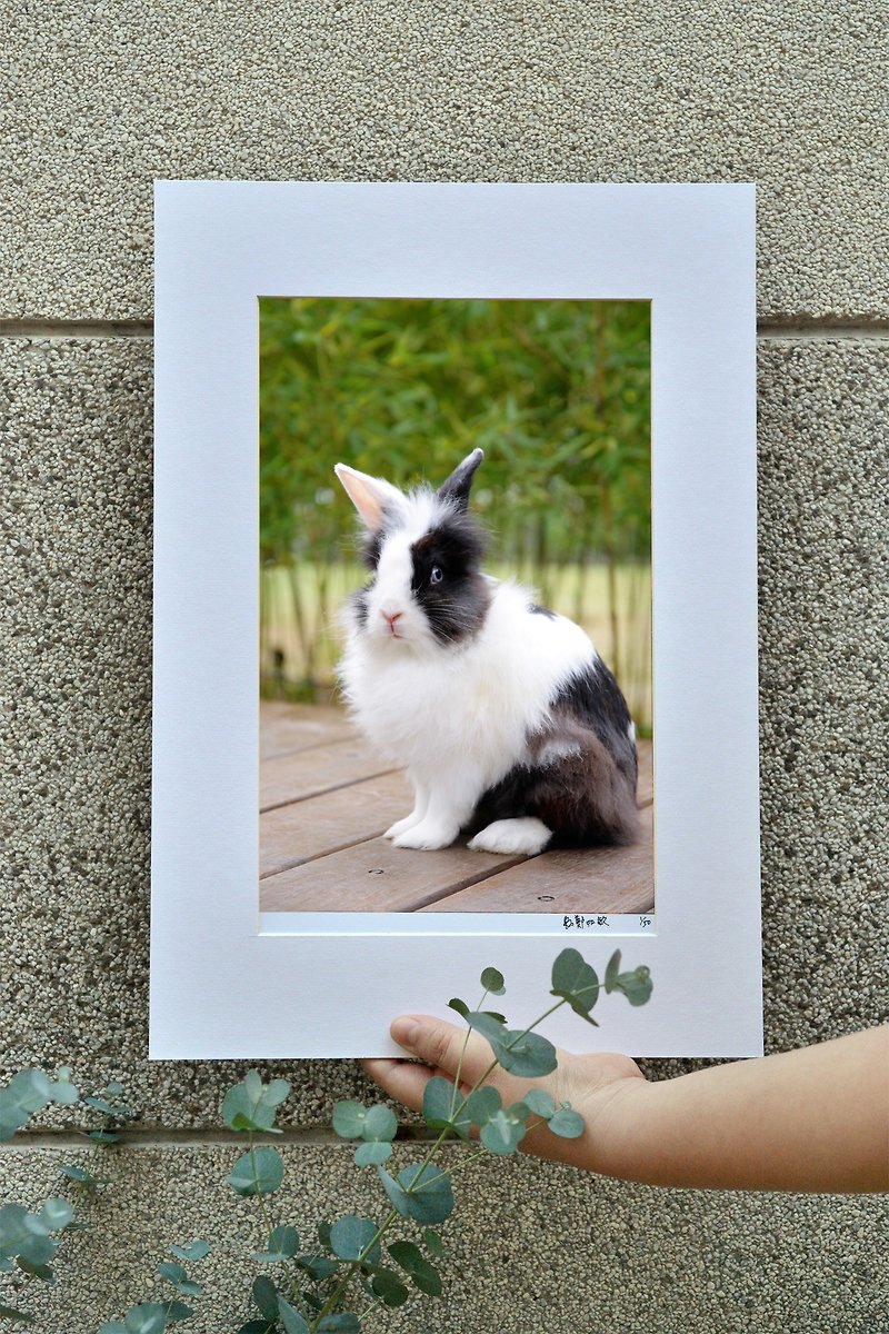 Original limited edition rabbit photography art-facing each other - ของวางตกแต่ง - กระดาษ สีเขียว