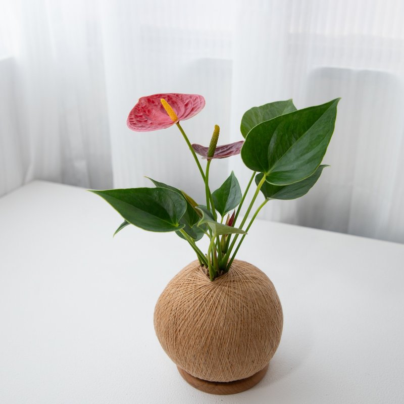 火鶴花 手作植栽苔球 - 植栽/盆栽 - 植物．花 