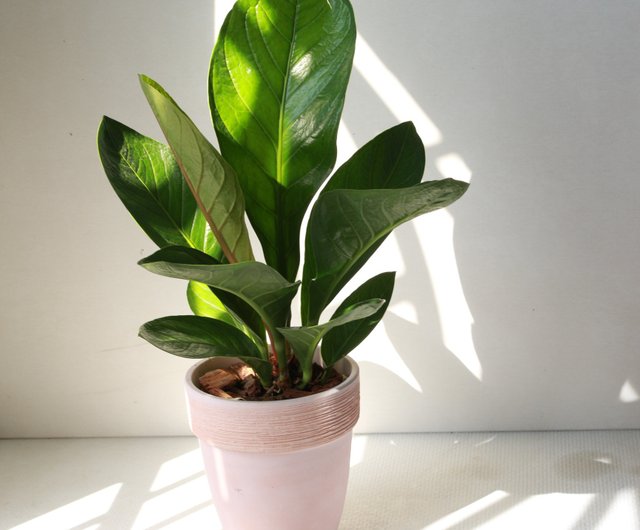 植栽盆栽l 富貴花燭(大盆) 居家風水植栽室內植物開幕盆栽植物慢