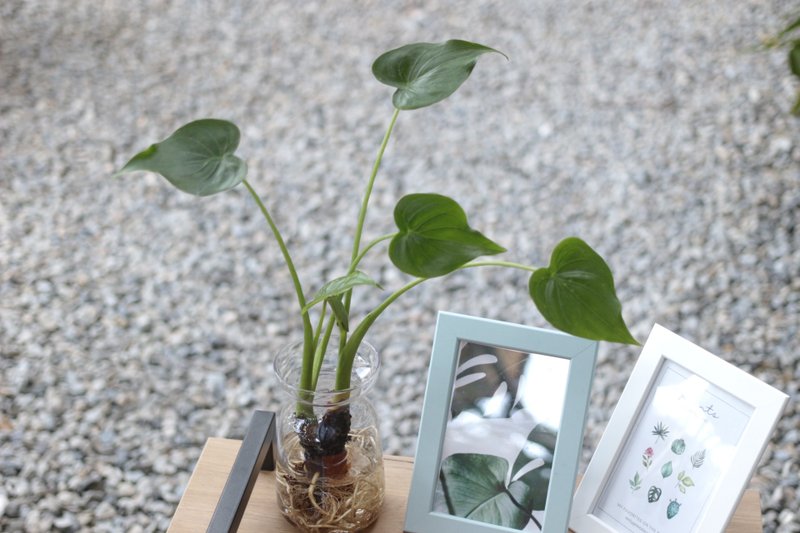 水培植栽│佛手芋_室內植物 辦公室盆栽 店內布置 - 盆栽/植栽 - 玻璃 