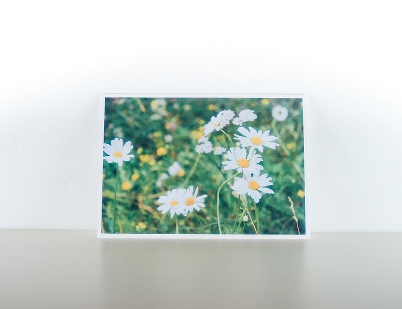 Photographic Postcard: Lawn daisy, Norge - Cards & Postcards - Paper Multicolor