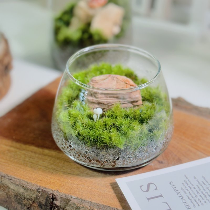 【微景觀】小石光 苔蘚缸.生態缸.造景.景觀 - 盆栽/植栽 - 植物．花 綠色