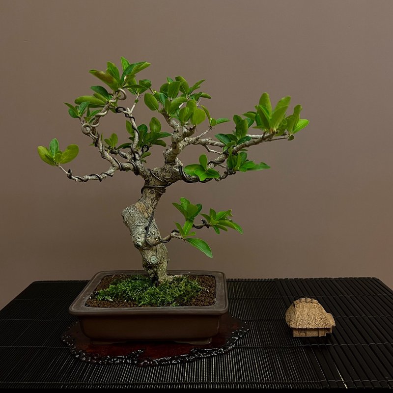 Small piece of acerola ∣ rare bonsai - ตกแต่งต้นไม้ - ดินเผา 