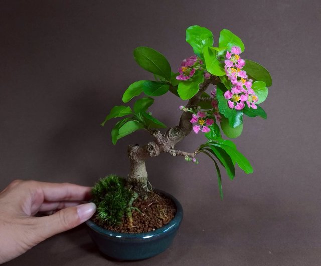 アセロラの小片 ∣ 珍しい盆栽 - ショップ mu bonsai 観葉植物 - Pinkoi