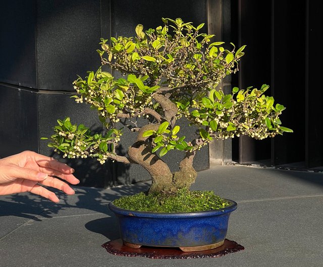【瑞祥】大品　超極太幹　盆栽　株立ち　双幹 瑞祥】大品 超極太幹 盆栽 株立ち 双幹 東京展/瑞祥展（2015） -