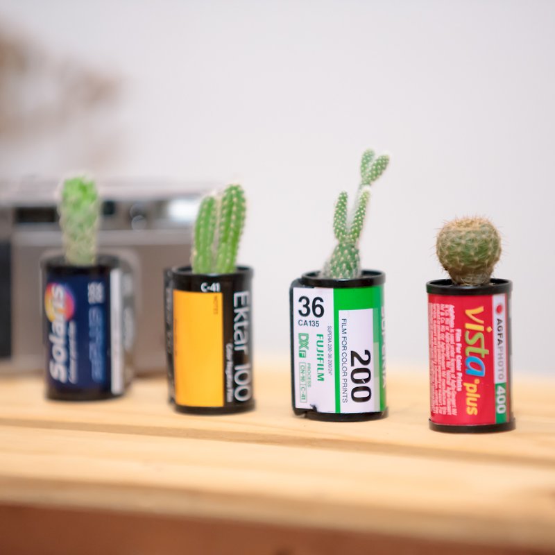 Micro King design - cactus film canister (group of four) - ตกแต่งต้นไม้ - โลหะ สีเขียว