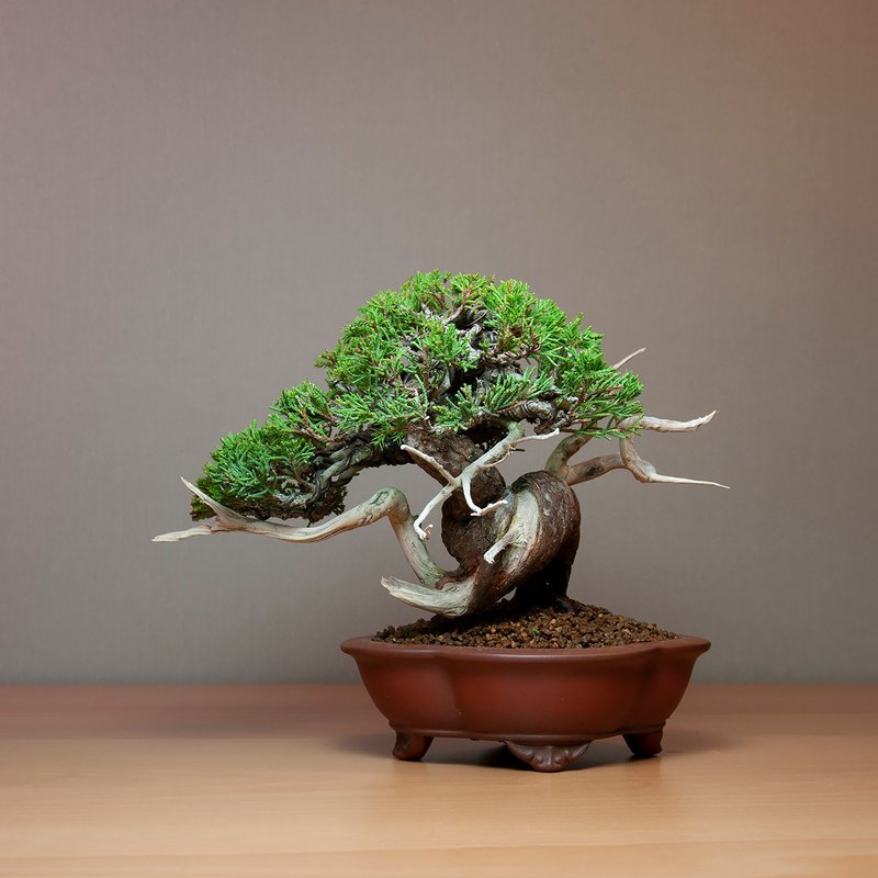 系魚川真柏/日本品種/小品盆景 - 植栽/盆栽 - 植物．花 