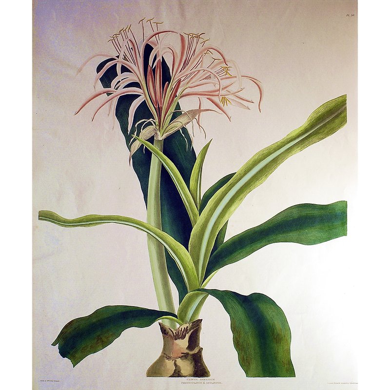 Tianzhu Ceylon pink flower Xiangshulan-Six stamens plant illustrated book- Prints and paintings - โปสเตอร์ - กระดาษ 