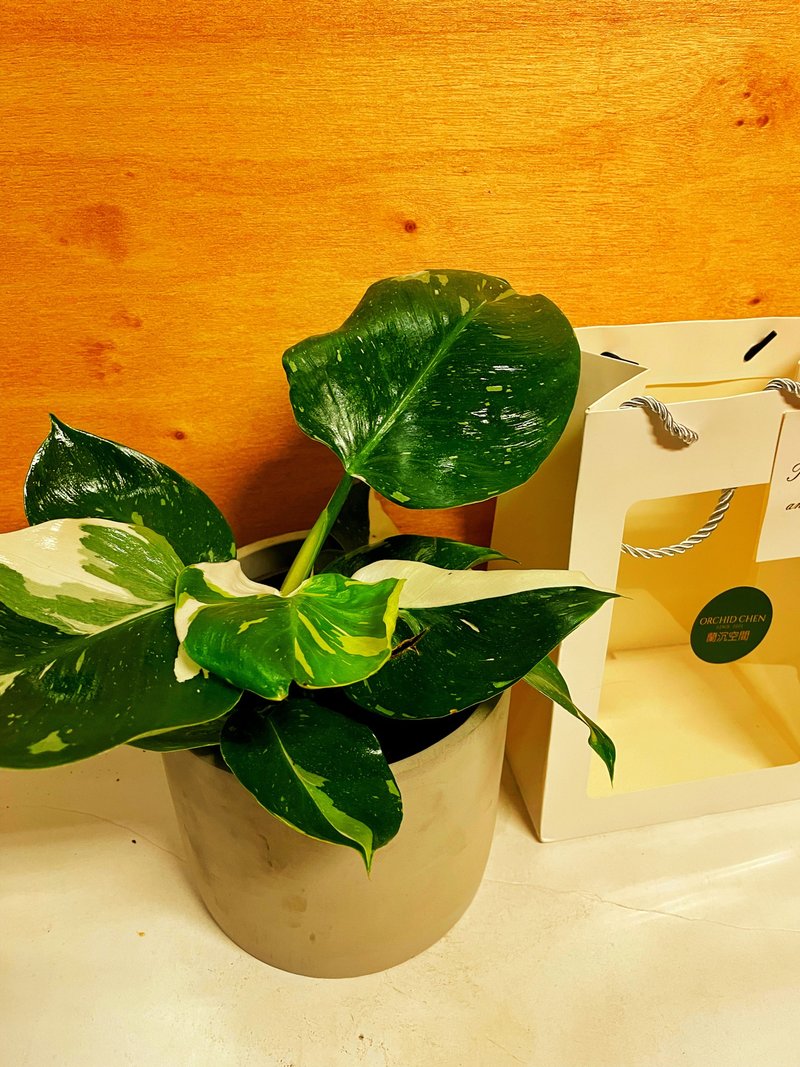 【水泥盆植物】白巫師 送禮自用居家擺設 - 盆栽/植栽 - 水泥 