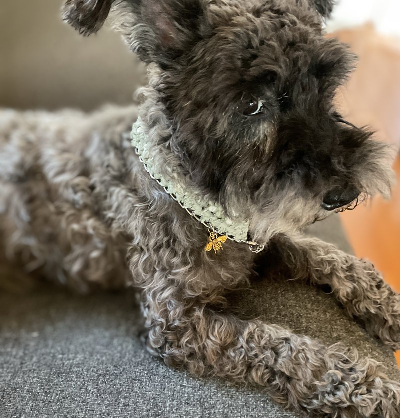 アップサイクル　ペットペア　dog collar & bracelet　グリーン Sサイズ - 項圈/牽繩 - 棉．麻 綠色