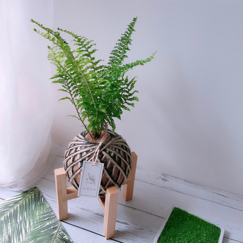 小苔球 波斯頓腎蕨 植栽 淨化空氣 - 植栽/盆栽 - 植物．花 