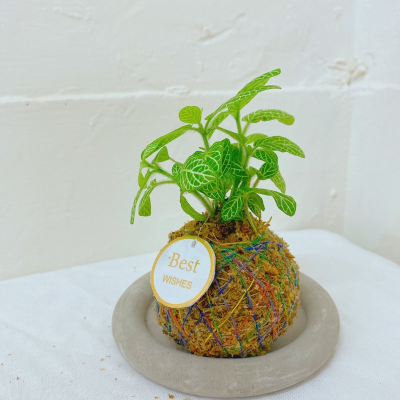 【植物苔玉】フィットニア 苔玉 癒し 文学好き ギフト 観葉植物 室内植物 - 観葉植物 - 寄せ植え・花 カーキ