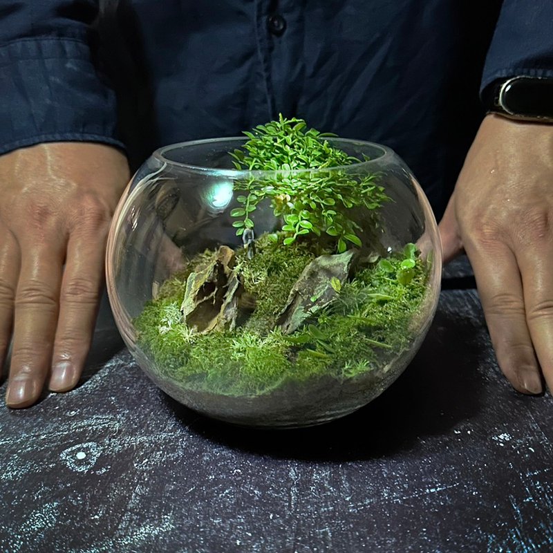 本心之樹 / 客製化造景生態盆微景觀 - 盆栽/植栽 - 植物．花 