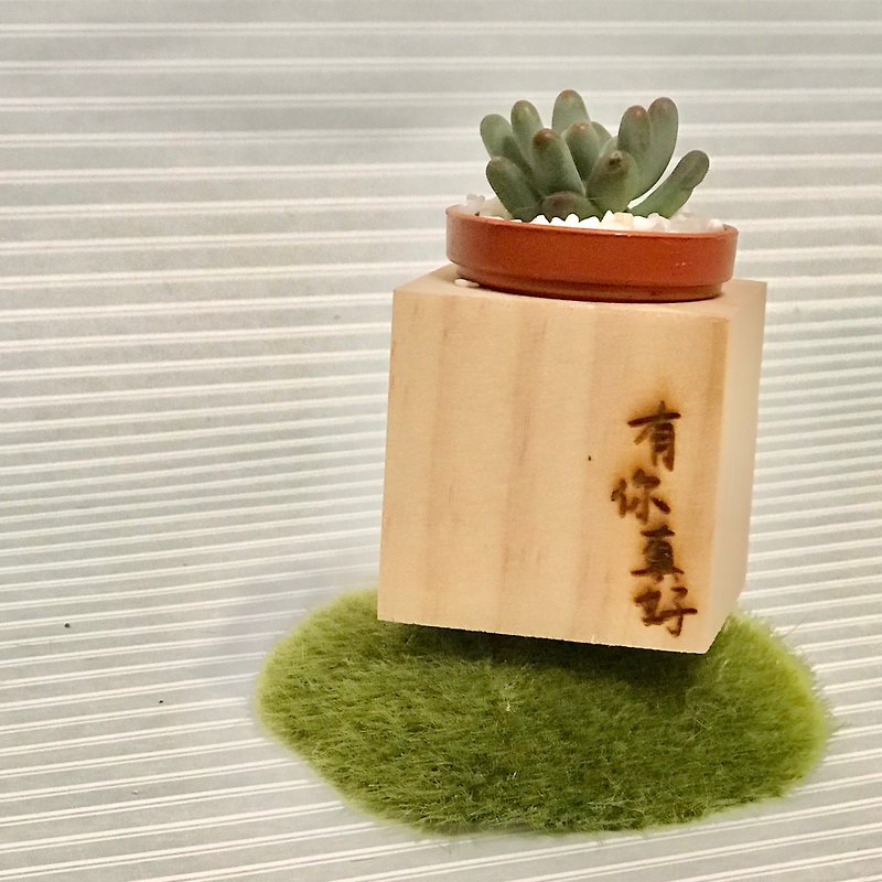 Mini Pine Magnet Potted Plants Handwritten Thunder Carving Series Send Succulents to You, It’s Nice to Have You - ตกแต่งต้นไม้ - ไม้ สีนำ้ตาล