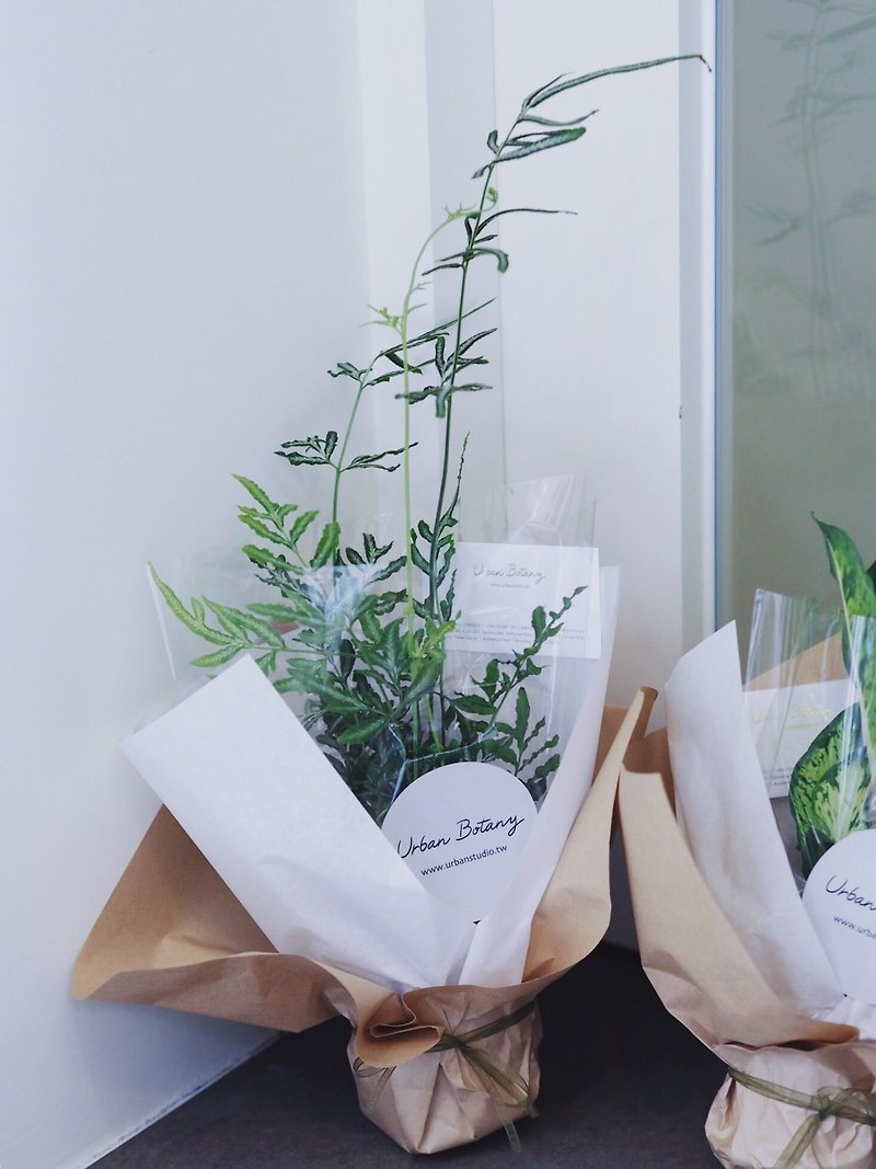 Three-inch pots Urban's Park Green Pieces set - Tom Boy white vein Pteris - Plants - Plants & Flowers Green