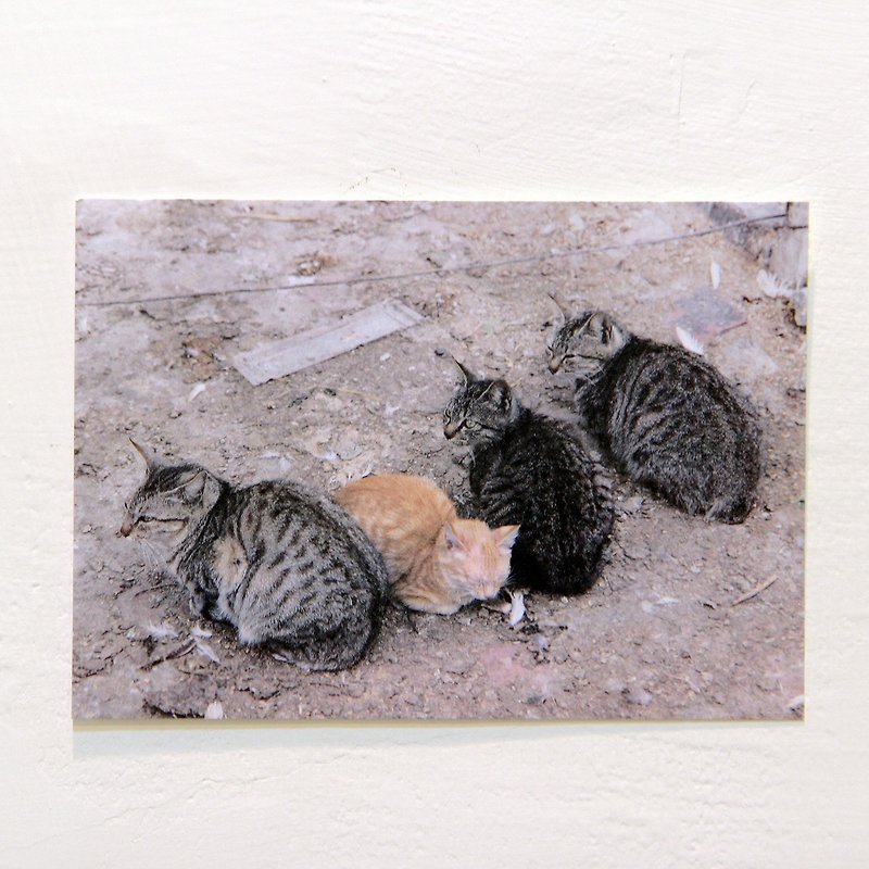 ＜猫の国-ポンカン＞台湾猫ポストカード/片面1枚（両面印刷）|台湾ストリート猫/ミックス/ラングラン/ポストカード/はがき| - カード・はがき - 紙 ブラウン