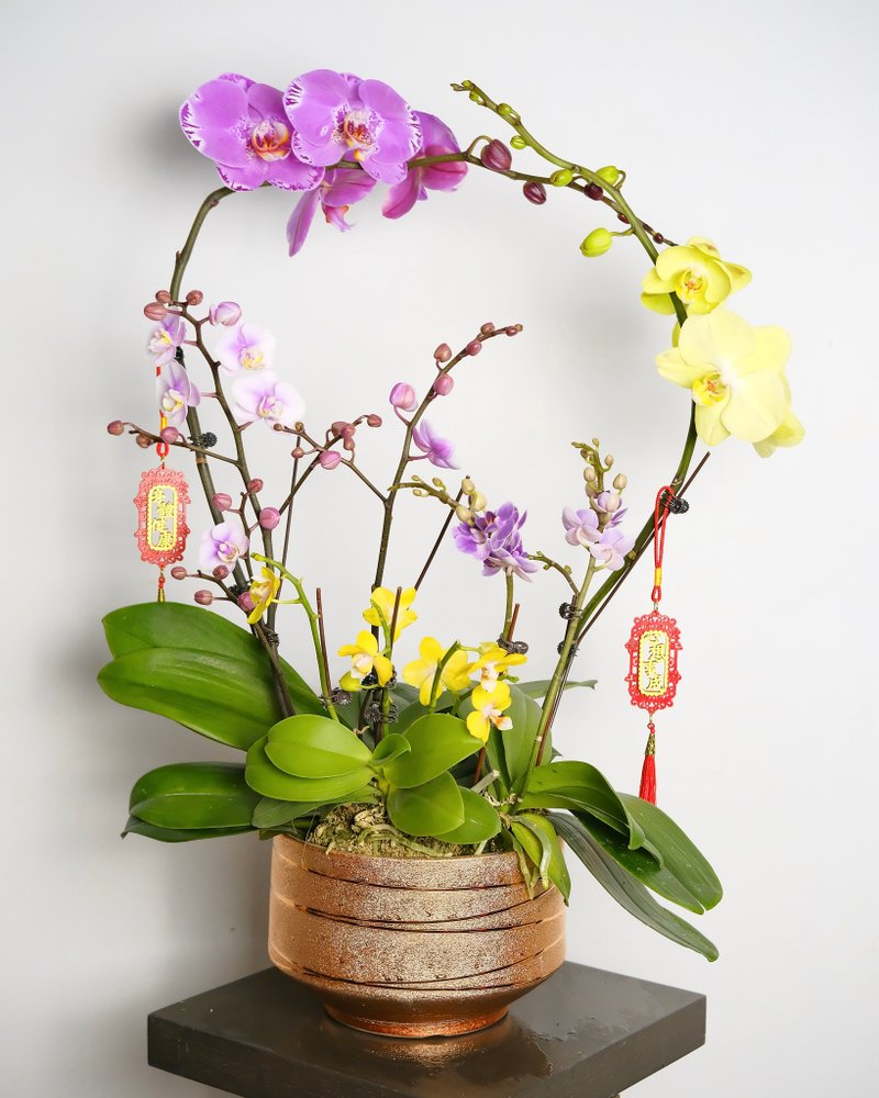 *New Year Orchid*Phalaenopsis set of 6 pots - Plants - Plants & Flowers Multicolor