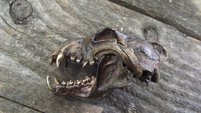 Wolf skull necklace. Bronze. - สร้อยคอ - ทองแดงทองเหลือง หลากหลายสี