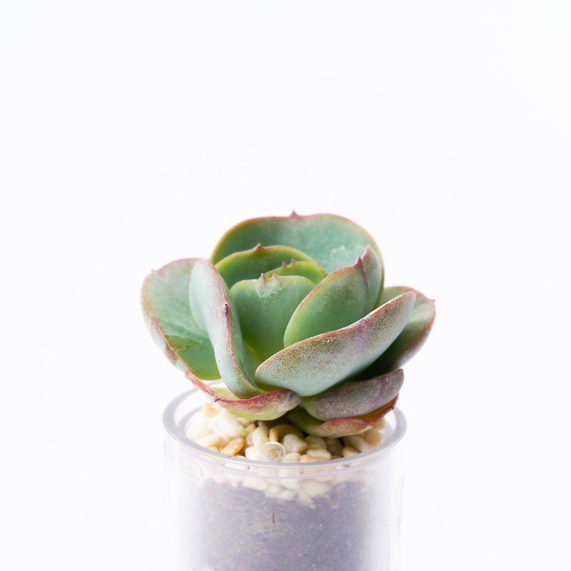 【Peach's Jiao】Succulents Smart Potted Pots | - Plants - Plants & Flowers 