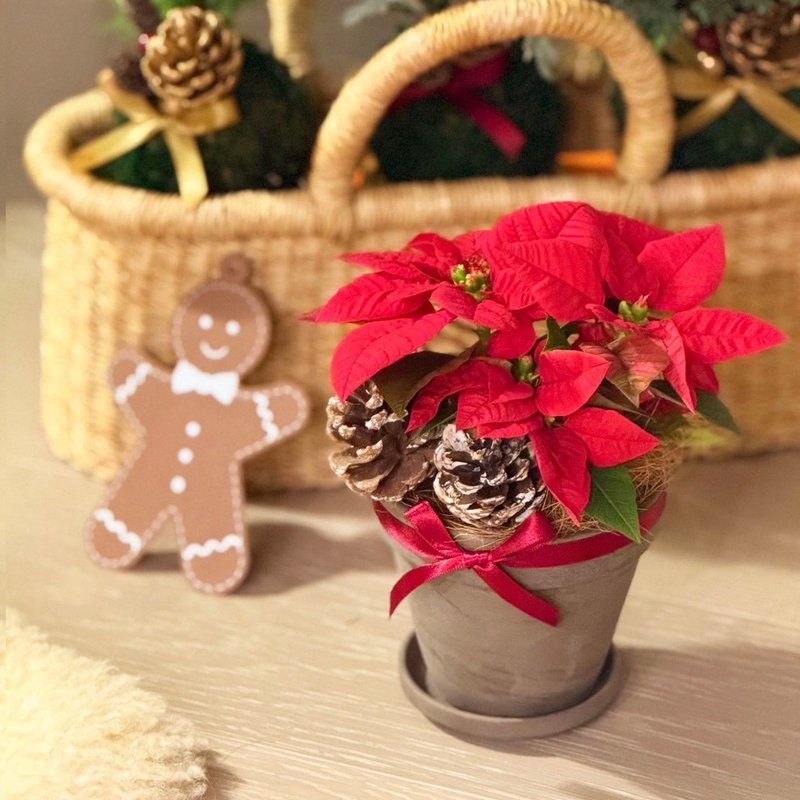 Christmas Limited | Christmas Red/Plants/Christmas Gifts - Plants - Plants & Flowers 