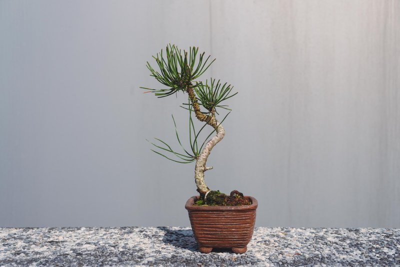 文人黑松意境高 手工盆 - 盆栽/植栽 - 植物．花 綠色
