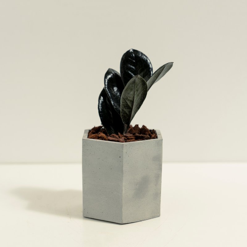 黑葉美鐵芋│泥作系列│福所栽 - 盆栽/植栽 - 水泥 黑色