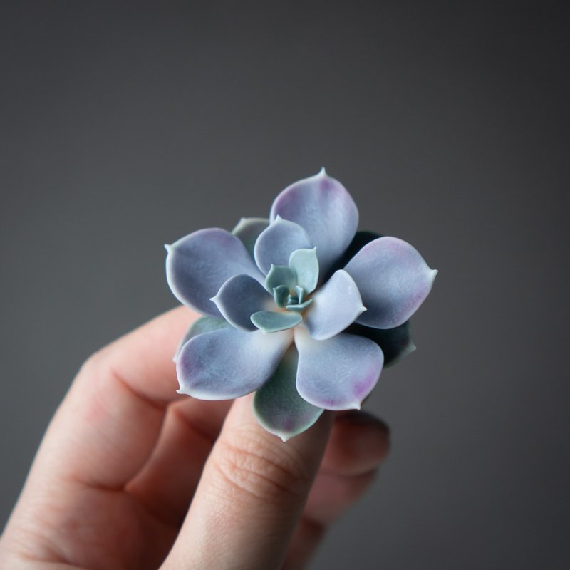 Brooch Echeveria Perle von Nurnberg - Brooches - Other Materials Blue