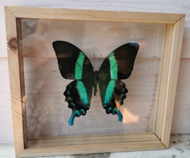 Framed green Papilio blumei butterfly home decor - Set shops of 2