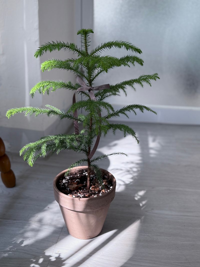 Christmas tree S Araucaria gift exchange - ตกแต่งต้นไม้ - พืช/ดอกไม้ 