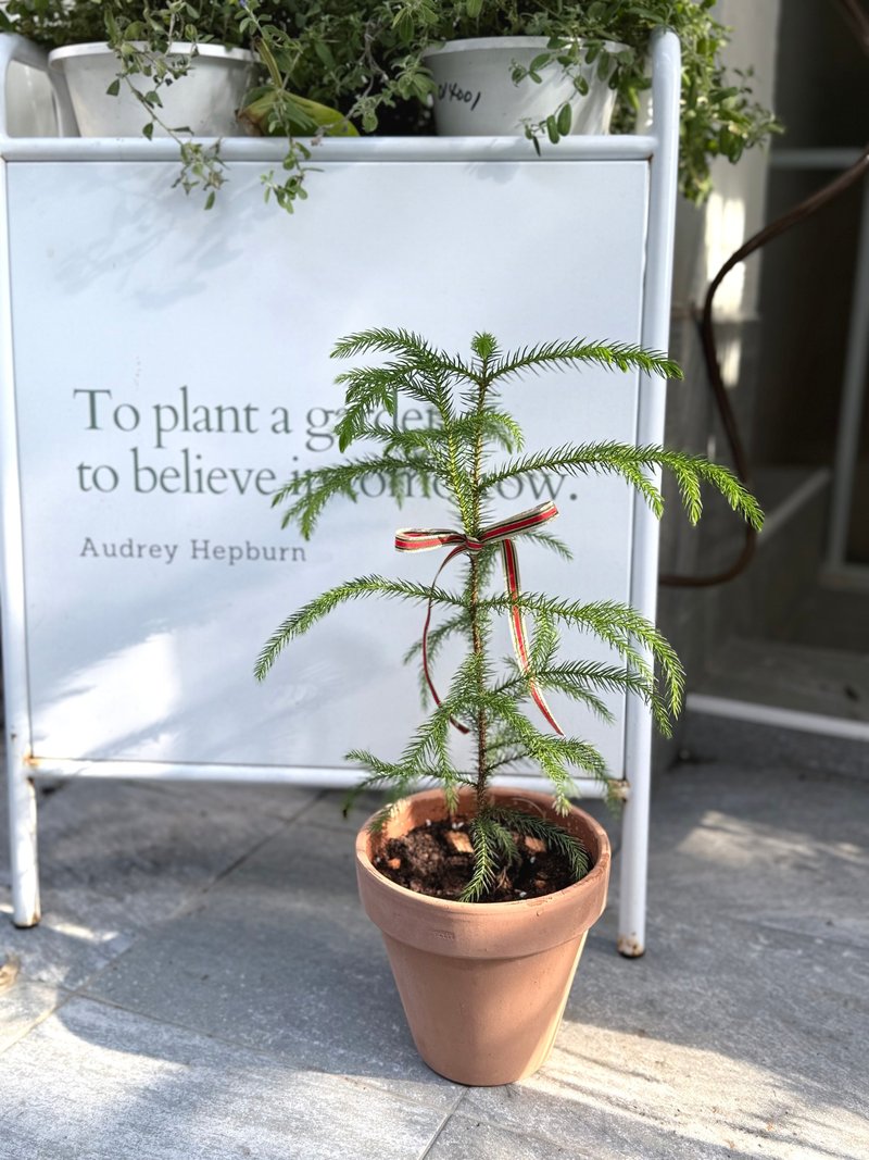 聖誕樹 S南洋杉 交換禮物 - 植栽/盆栽 - 植物．花 