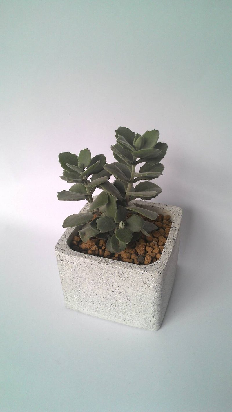 [Generous Basin] Cement Flower/Cement Pot/Cement Plant (Without Plant) - Plants - Cement White