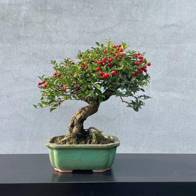 小品盆栽-李氏櫻桃 盆景 - 盆栽/植栽 - 植物．花 