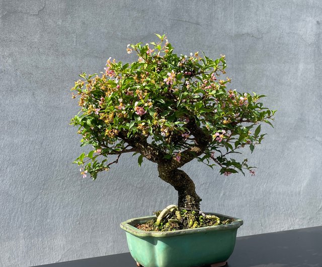 小品盆栽-李氏櫻桃盆景野趣小品盆栽Rustic Charm Bonsai｜盆栽/植栽