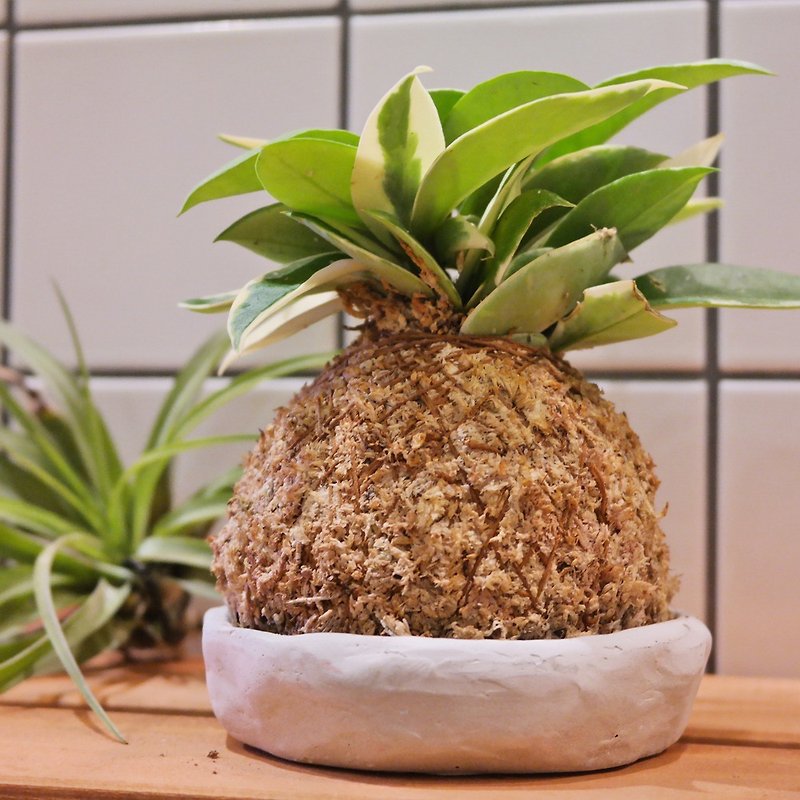Doudou succulent plant and small groceries - hand-made mud pot moss jade disk planting series - Variegated orchids - will flower - Plants - Cement Green