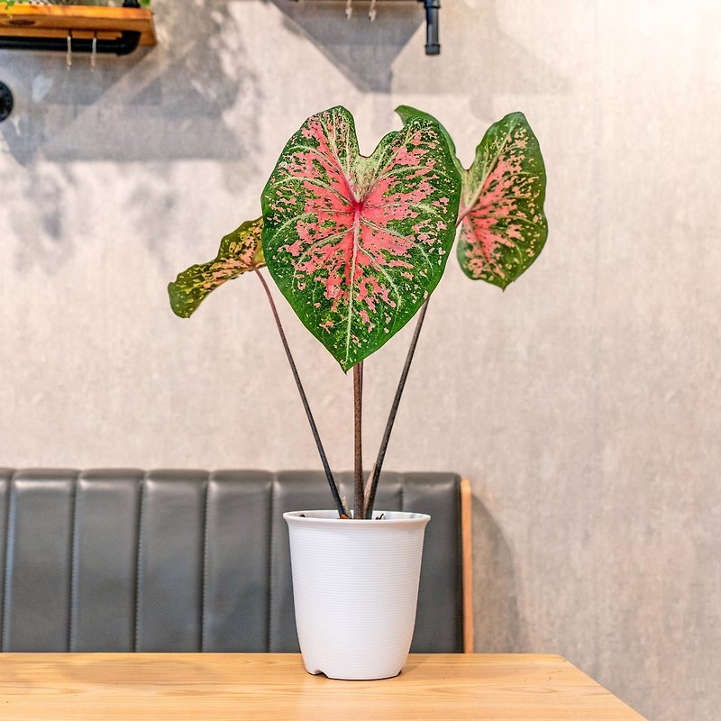 Colorful taro Japanese-style plastic pots indoor plants foliage plants gift potted office gadgets - ตกแต่งต้นไม้ - พืช/ดอกไม้ 