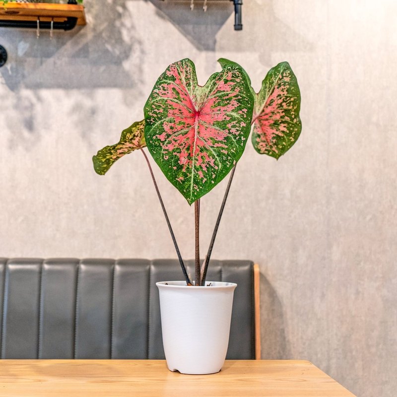 カラフルなタロイモ和風プラスチックポット屋内植物観葉植物ギフト鉢植えオフィスガジェット - 観葉植物 - 寄せ植え・花 