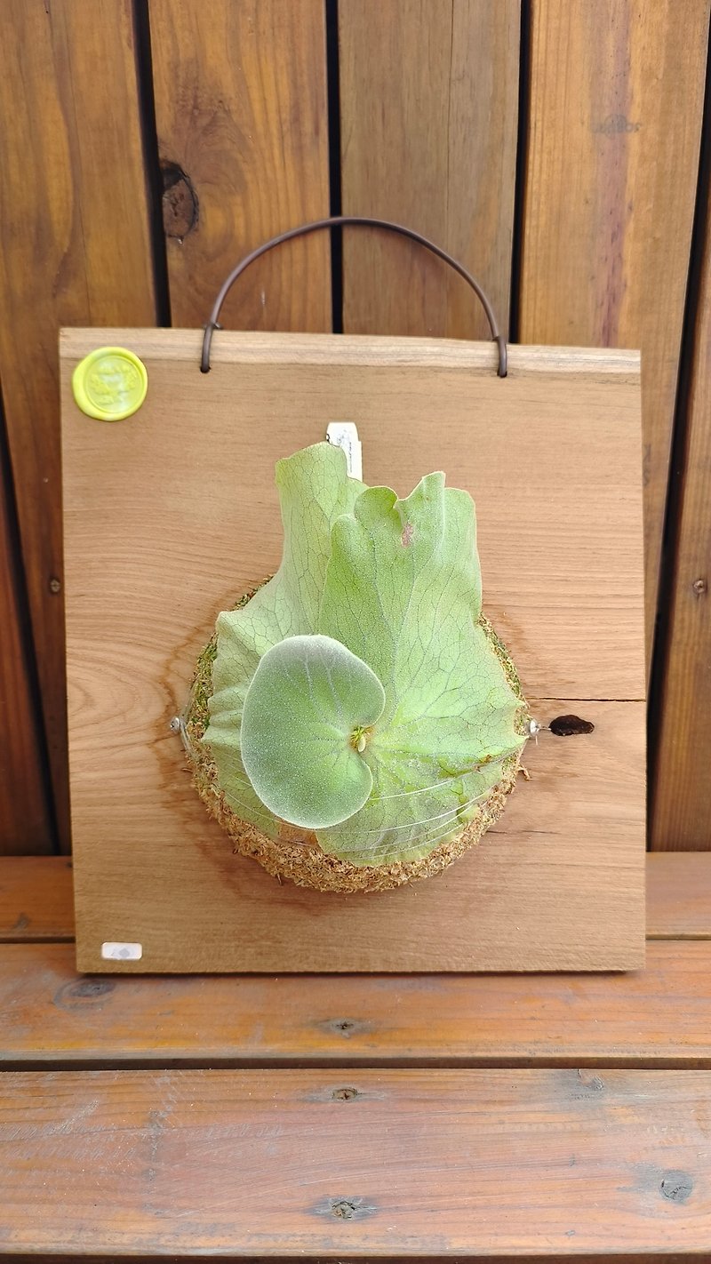 上板鹿角蕨 象耳鹿角蕨 P.elephantotis 特殊柚木板材 新手適合 - 植栽/盆栽 - 植物．花 綠色