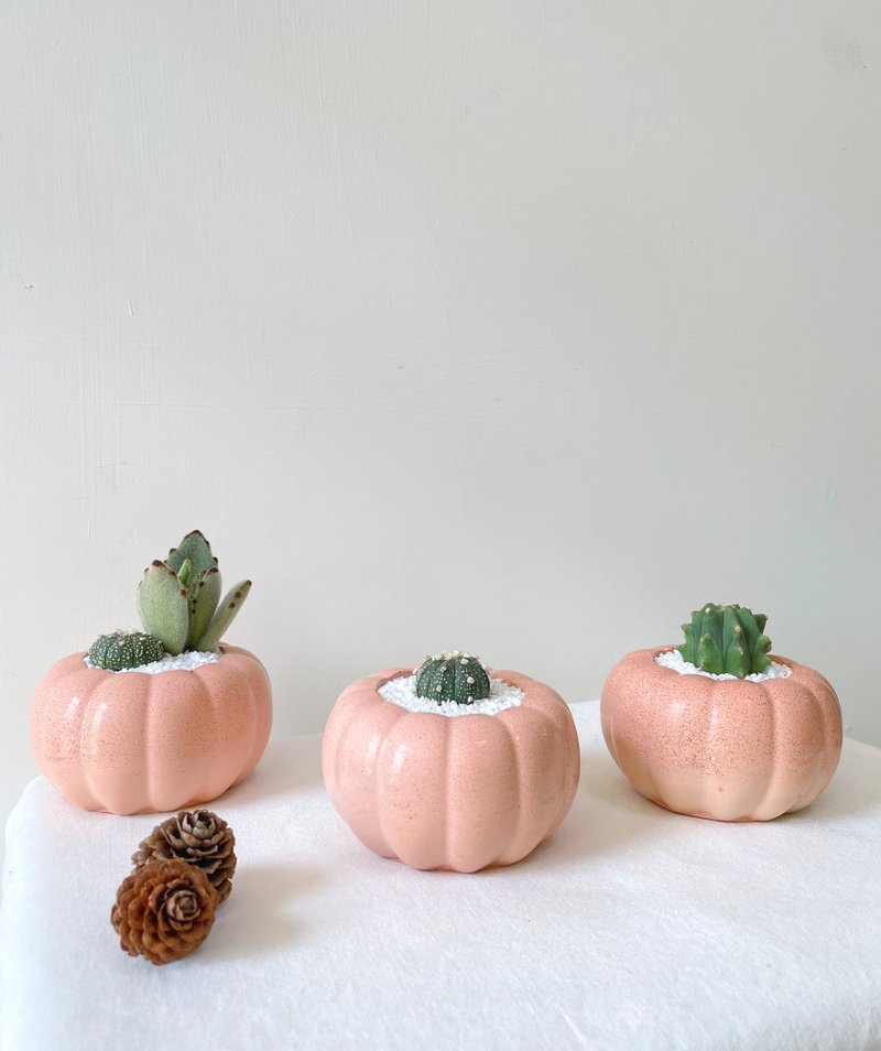 Pink orange pumpkin shaped Cement potted plant - ตกแต่งต้นไม้ - ปูน สีส้ม