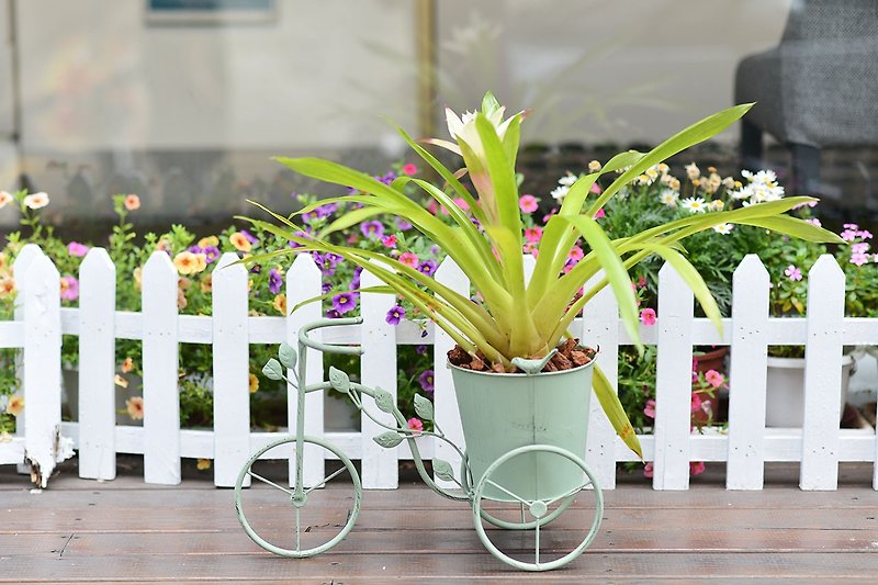 日雜腳踏車鐵器 (綠) + 擎天鳳梨 (白花) - 植栽/盆栽 - 紙 綠色