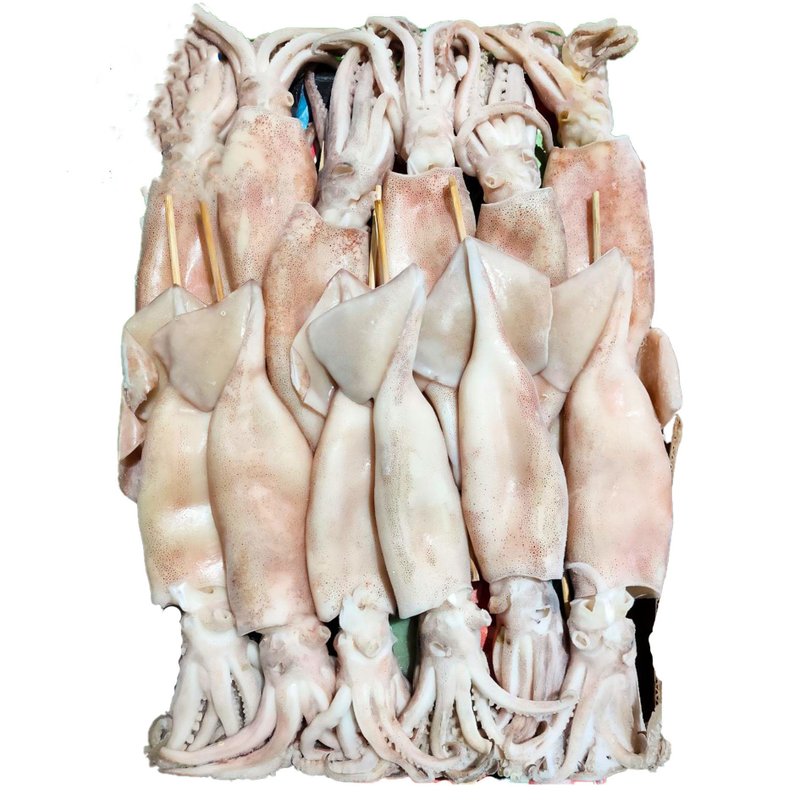 【合喬饗鮮】阿根廷魷魚串2L 72隻/件出/各規格歡迎店家批發詢價 - 其他 - 新鮮食材 