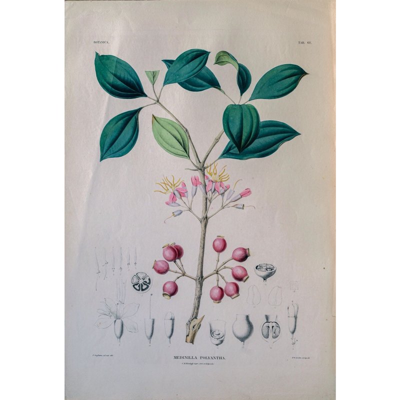 酸腳杆屬 Medinilla Polyantha- 植物圖鑑 - 版畫 - 海報/掛畫/掛布 - 紙 
