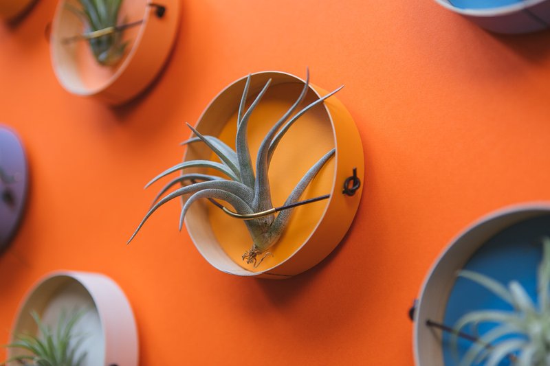 AIR PLANT HOLDER CUP- 磁吸植物盆器盒 - 4入1組 - 花瓶/花器 - 木頭 多色