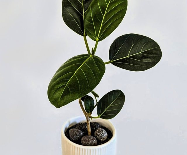 迷你富貴榕高山榕孟加拉榕Ficus Benghalensis Banyan 彎曲吧！榕｜植栽/盆栽人氣榜- Pinkoi