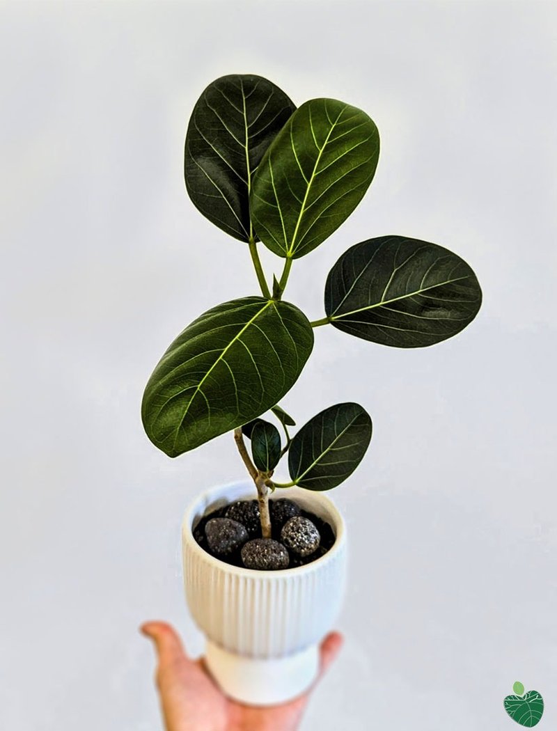 Miniature Ficus Alpine Ficus Ficus Benghalensis Banyan - ตกแต่งต้นไม้ - วัสดุอื่นๆ 